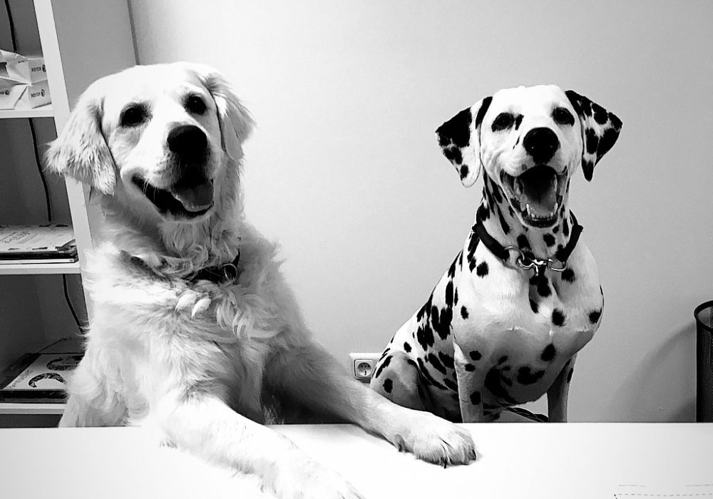 Bürohund im Doppelpack. Warum zwei Hunde im Büro auch doppelte Freude bringen.
